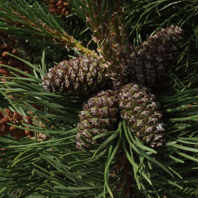 Pinus mugo mugo_03